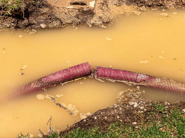 Best Water damage cleanup near me  in Elsa, TX